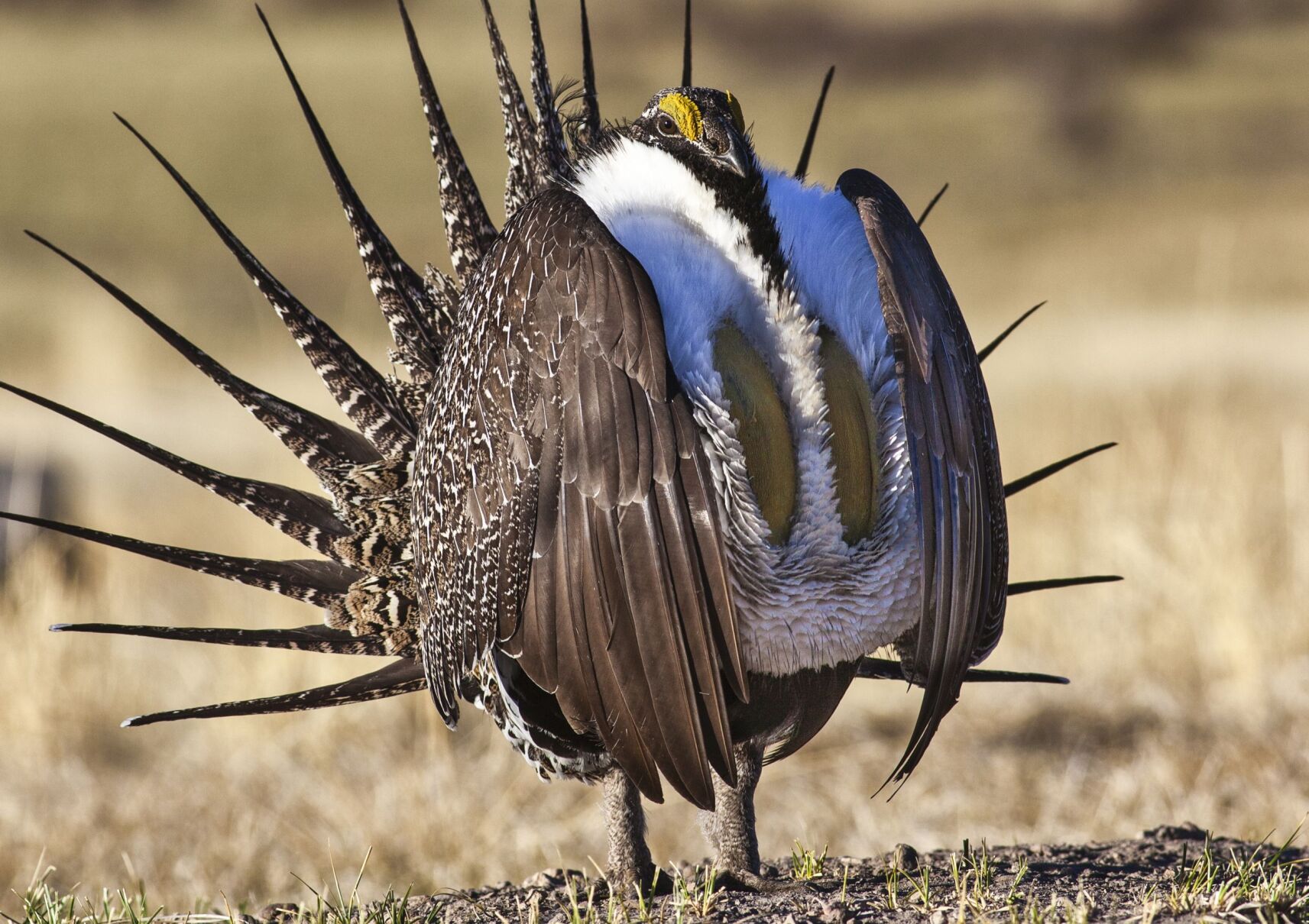 Sage Grouse Pot1120